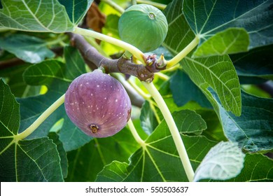 Dripping ripe fig on the tree, close up, soft focus