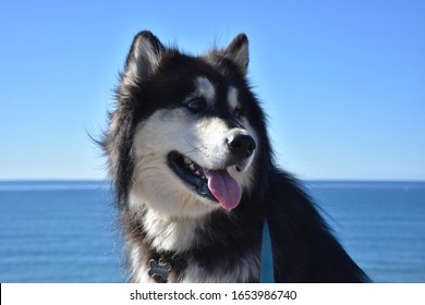 Dripping Saliva From The Tongue Of A Husky Dog.