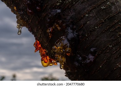 Dripping Tree Sap On Apple Tree Sees Amber