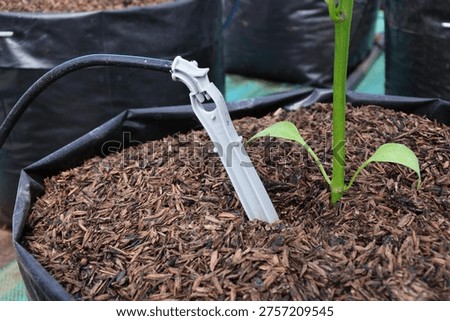 Dripstick in the drip irrigation method used on paprika plants in greenhouses in Indonesia