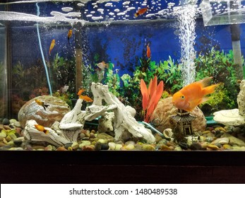 650 Koleksi Setup Aquarium Koki HD Terbaik