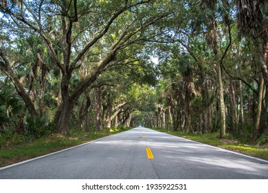 Drive Through The Banyan Trees At The Tunnel Of Trees In Florida, Lonely Road, Tree Lined Highway