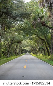 Drive Through The Banyan Trees At The Tunnel Of Trees In Florida, Lonely Road, Tree Lined Highway