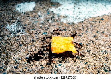 Driver Ant Overseeing Ants Carrying Tortilla Chip