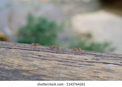 Driver Ants On Wooden Railing