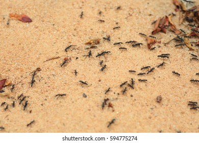 Driver Ants Or Safari Ants (Dorylus Sp) In Zambia