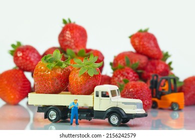 A Driver Stands With His Truck In Front Of A Lot Of Strawberries , A Forklift Has Loaded The Berries, White Background, Concept: Healthy Raw Food