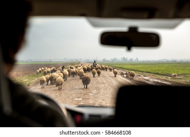 Driver's view - car driving behind a herd of sheep.