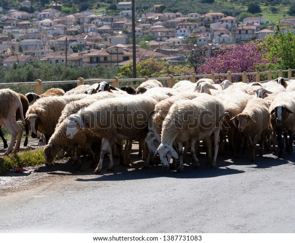 Driving car on roads of
Peloponnese, flock of sheeps cross road in Greece, vacation and
tourist destination