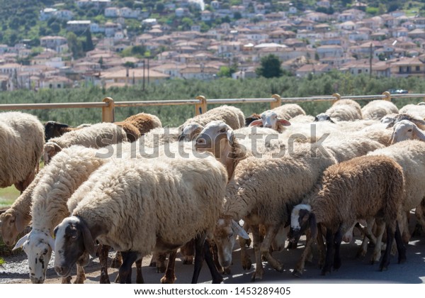 Driving car on roads of\
Peloponnese, flock of sheeps cross road in Greece, vacation and\
tourist destination