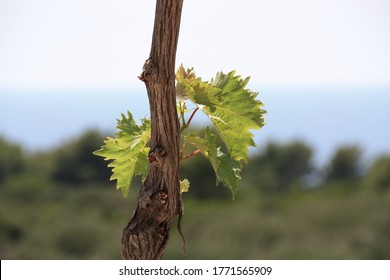 Driving Grape Leaves On The Vine