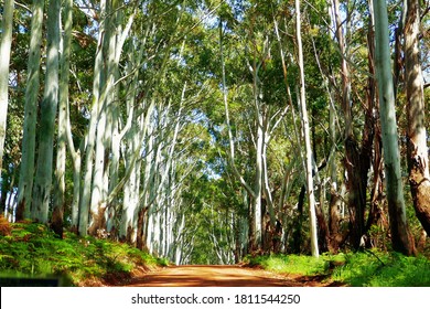 Driving through a forest canopy of eucalyptus trees in Margaret River Region in Western Australia