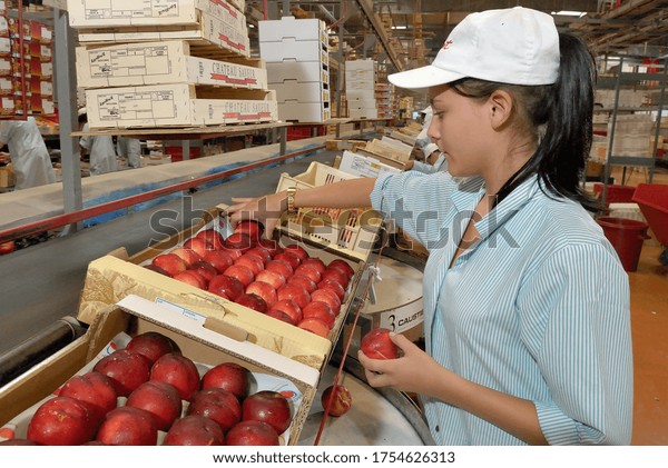 Drome, France, July\
2009.\
\
Cooperative of local fruit producers. Packaging chain of\
peach and nectarine.  Female employee and students seasonal\
workers