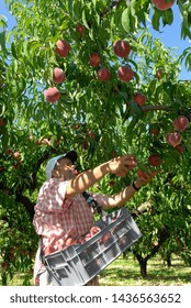 Drome, France, July 2009.
Harvest Peaches. Students And Seasonal Workers  In A Orchard Who Are Picking Peaches Fruit From Tree.