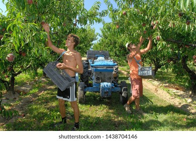 Drome, France, July 2009.
Harvest Peaches. Students And Seasonal Workers  In A Orchard Who Are Picking Peaches Fruit From Tree.