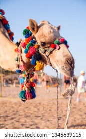 Dromedard For Tourist Trips Waiting In Front Of People Plaing Beach Voleyball