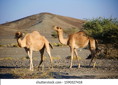 Dromedaries in desert near Ibra, Ash Sharqiyah Region, Oman Arkivfotografi
