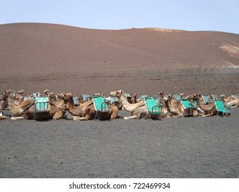 Dromedaries at rest
