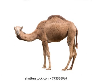 dromedary or arabian camel isolated on white background