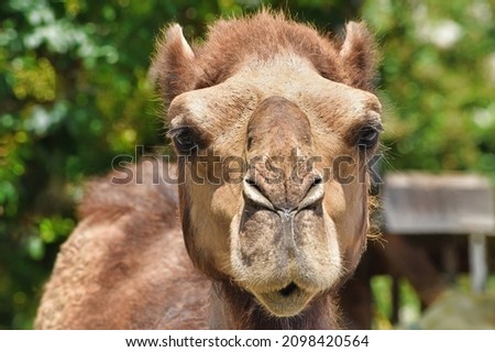 Dromedary Camel Face Close Up