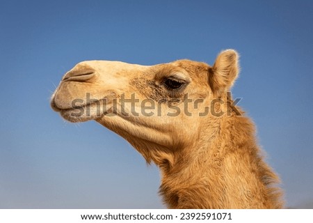 Dromedary camel head (Camelus dromedarius) profile against blue sky, Digdaga Farm, United Arab Emirates.