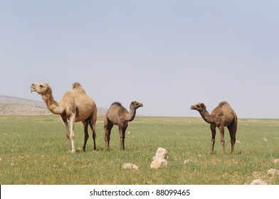 Dromedary Camel  And Her Tow Youngs In The Desert.