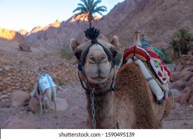 Dromedary Camel Looking Into Camera Sinai Stock Photo 1590495139