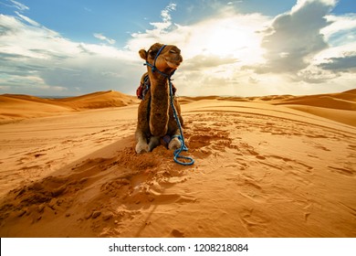 Dromedary Camel Sahara Desert Merzouga Morocco