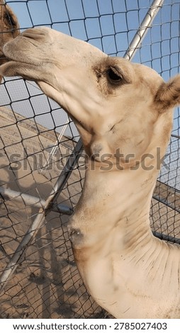 Dromedary camel showing multiple cervical abscesses, two on the upper neck near the throat and pharyngeal region, and a third at the mid-neck. 