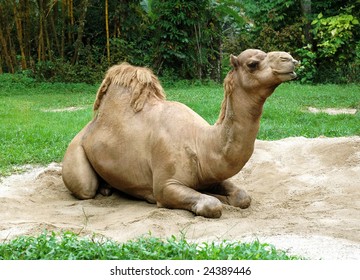 dromedary camel sit on sand