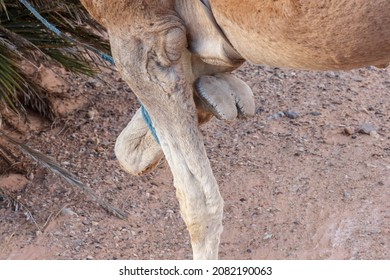 Dromedary camel's hoof detail. Camel with a tied foot in Sahara desert. Animal theme