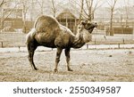 Dromedary, Philadelphia Zoo, Fairmount Park, 1898, Philadelphia, Pennsylvsnia