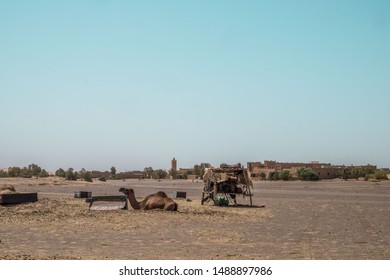 dromedary resting next to a saddle stand