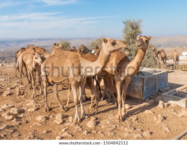 dromedary water system