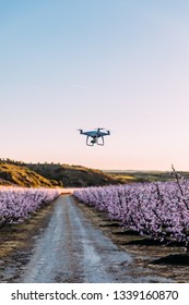 Dron Flying Over Field Of Flowers