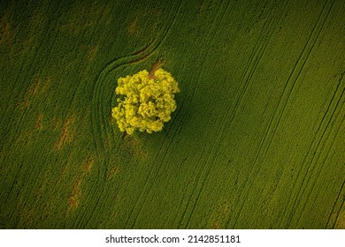 A Dron Top Down View Of A Lonely Green Tree In The Middle Of A Meadow With A Pattern