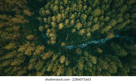 drone aerial birds eye view of a large green grass forest with tall trees and a big blue bendy river flowing through the forest in Indonesia - Shutterstock ID 2286071663