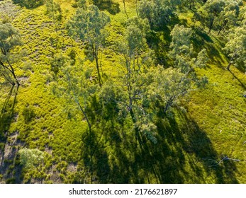 Drone Aerial Over Bush In The Sapphire Wetlands Nature Reserve At The Gemfields Of Queensland Australia.