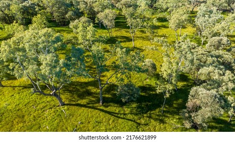 Drone Aerial Over Bush In The Sapphire Wetlands Nature Reserve At The Gemfields Of Queensland Australia.