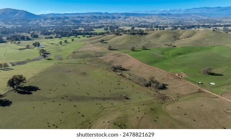 Drone aerial photograph of black cattle grazing on grass in a green and lush agricultural paddock in the Snowy Mountains region of New South Wales, Australia. - Powered by Shutterstock