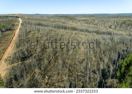 Drone aerial photograph of trees in Newnes State Forest recovering from severe bushire in the Central Tablelands of New South Wales in Australia Stock photo © 