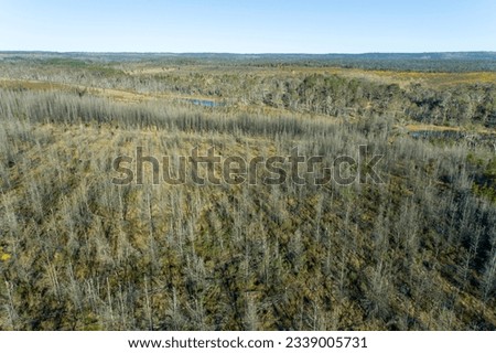 Drone aerial photograph of trees in Newnes State Forest recovering from severe bushire in the Central Tablelands of New South Wales in Australia Stock photo © 