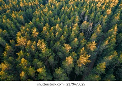 Drone aerial shot of green pine forests and spring birch groves with beautiful texture of golden treetops. Sunrise, sunset in springtime. Sun rays breaking through trees in mountains in golden time
