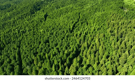 Drone aerial shots of spectacular mountain forest landscapes and blue sky. Dynamic natural scenery. - Powered by Shutterstock