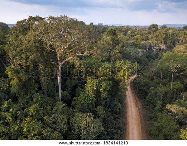 Drone Aerial View Amazon Rainforest Jamanxim Stock Photo (Edit Now