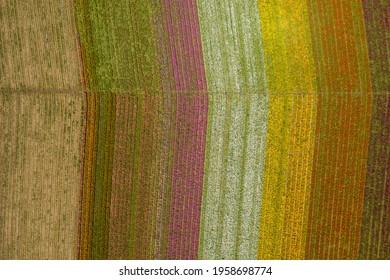 Drone, Aerial View Of A Colorful, Spring Flower Fields In Carlsbad California