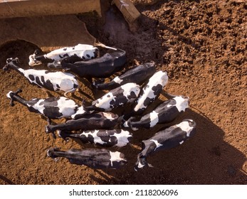 Drone aerial view of dairy cows in pasture of Holstein cows livestock farm in sunny summer day. MInas Gerais, Brazil. Concept of agriculture, animal welfare, milk industry, food, cattle barn.