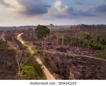 Drone aerial view of deforestation in the amazon rainforest. Trees cut and burned on an illegal dirt road to open land for agriculture and livestock in the Jamanxim National Forest, Para, Brazil.