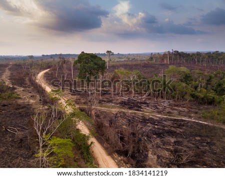 Drone aerial view of deforestation in the amazon rainforest. Trees cut and burned on an illegal dirt road to open land for agriculture and livestock in the Jamanxim National Forest, Para, Brazil.