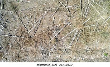 Drone Aerial View Of Deforestation In The Forest. Trees Cut And Burned To Open Land For Agriculture And Livestock, Or To Prevent Fires. High Quality Photo